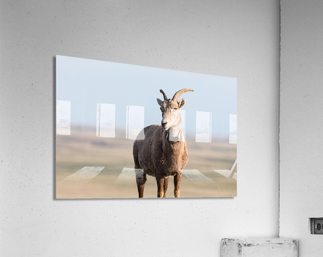 Badlands Bighorn A Glimpse of Audubons Majestic Sheep  Acrylic Print 