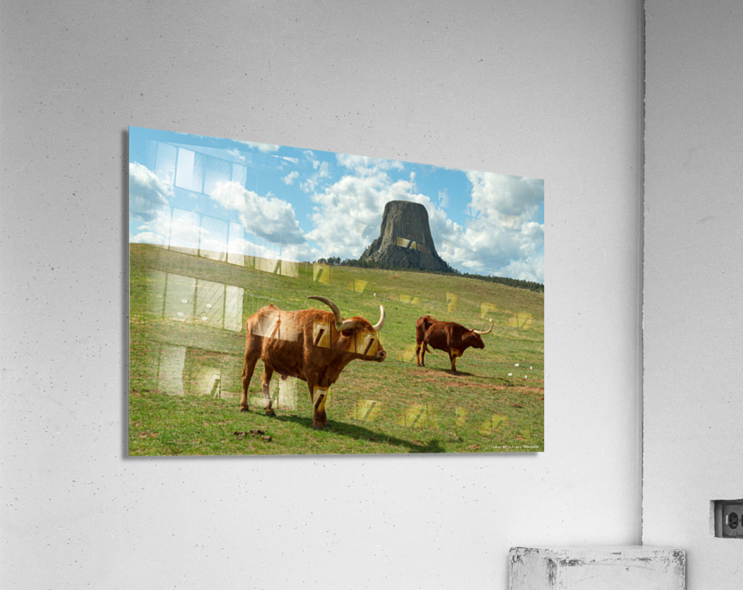 Longhorn Cattle and Devils Tower Acrylic Print