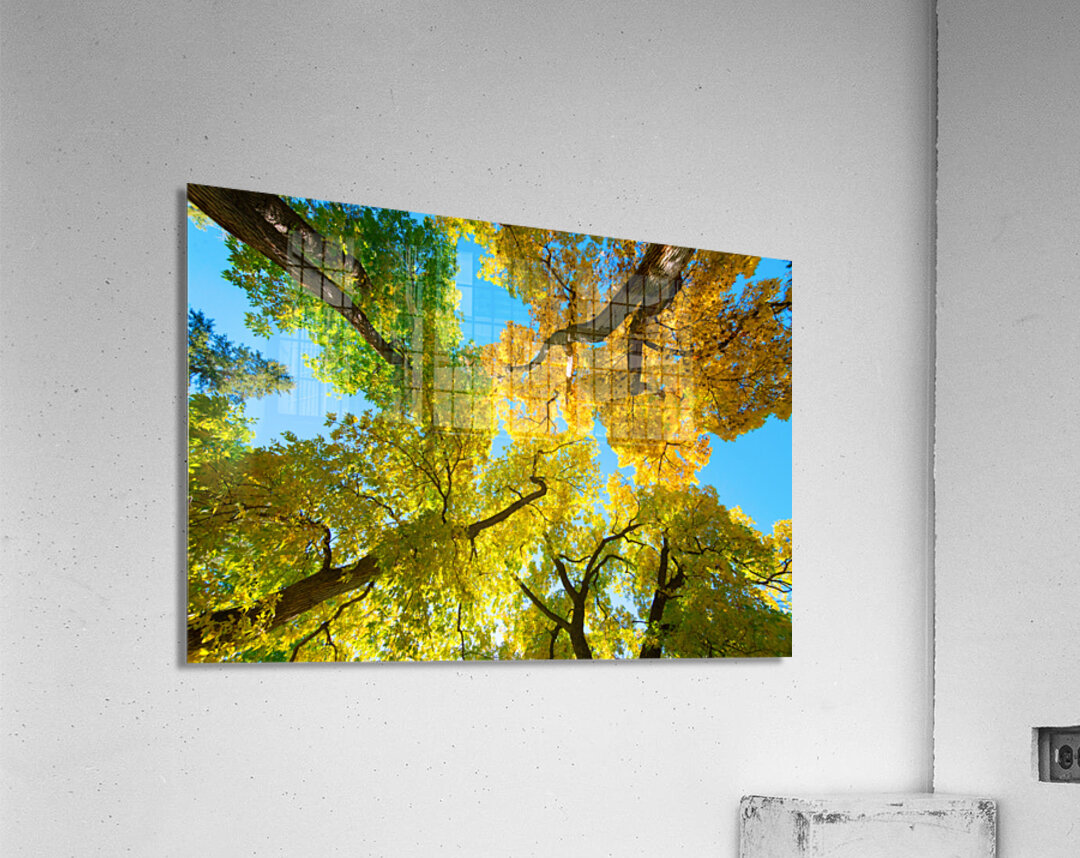 Vibrant Autumn Landscape - Colorful Trees under Blue Sky  Acrylic Print 