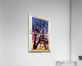 Colorful Tree White Farm House Window Portrai  Impression acrylique
