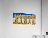 autumn aspen trees Panorama1  Impression acrylique