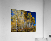 Autumn Blue Skies  Acrylic Print