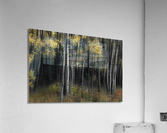 Aspen Tree Grove Into Darkness  Acrylic Print