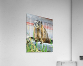 Marmot   Impression acrylique