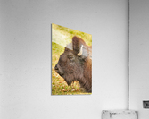 Bison Headshot Profile a  Acrylic Print