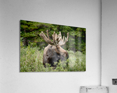 Moose Be Too Cool  Acrylic Print