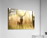 Bull Elk Forest Dreaming  Acrylic Print