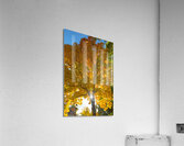 Stunning Autumn Tree Sunlight Through Colorful Leaves  Impression acrylique