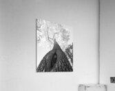 Monochrome Tree Art -  Majestic Trunk and Leaves in Fine Detail  Impression acrylique