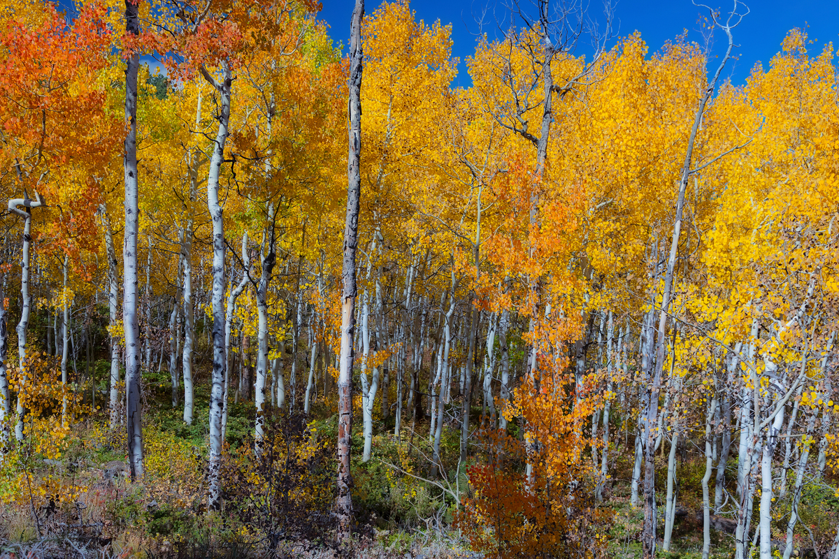 Impression de cadre personnalisé