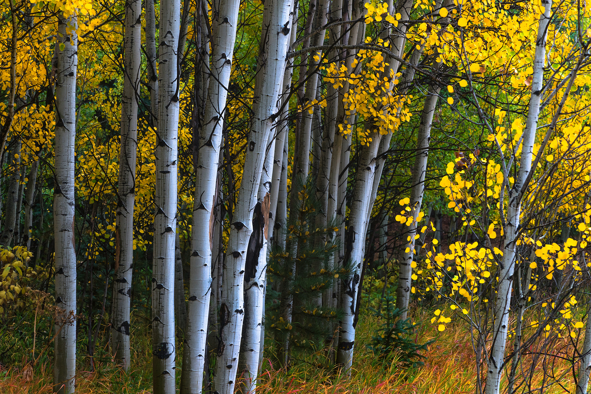Impression de cadre personnalisé