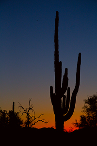 Sonoran Desert Sunrise