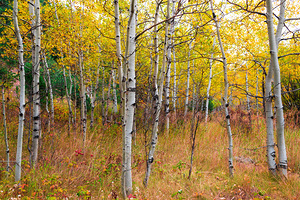 Happy Place In The Woods