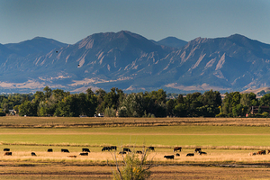 Boulder Flatirons and Cows