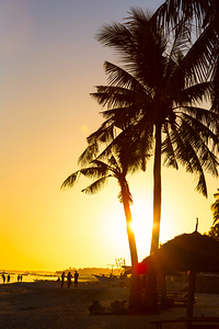 Golden Beach Tropics