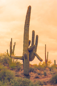 Classic Arizona Giant Saguaro