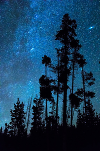 Pinnacle Of The Forest 