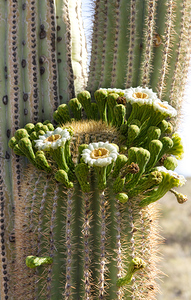Saguaro Cactus Bloom