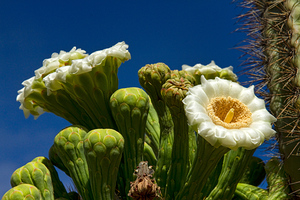 Saguaro Cactus Blooms