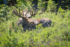 Smiling Bull Moose