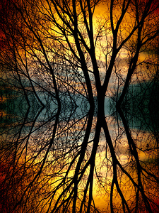 Sunset Tree Silhouette Abstract Mirror Reflection