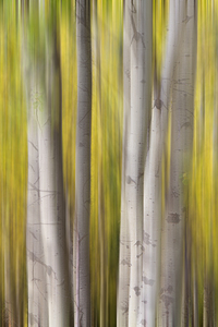 Autumn Aspen Dreamscape Abstract Landscape