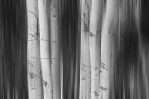 Aspen Tree Colonies Dreaming BW