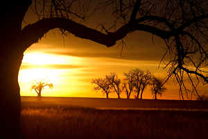 Golden Sunrise with Silhouetted Trees in Meadow