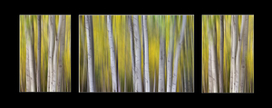 Aspen Splendor Triptych Abstract Landscape Dreaming Collage