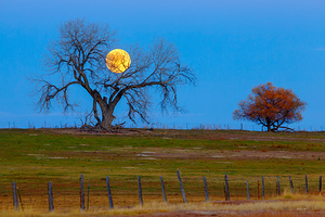 Supermoons Gilded Ascent A Celestial Masterpiece