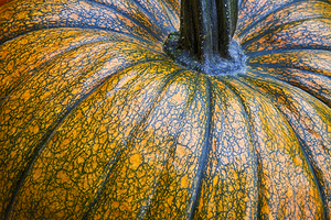 Pumpkin Close Up Fine Art Photography Wall Art Print