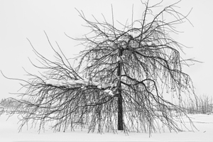 Wild Springtime Winter Tree Black and White