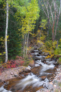 Tranquility on the Stream 