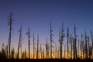 Yellowstone National Park wildfire aftermath