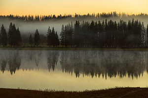 Yellowstone Wyoming Foggy Forest Lake Reflection Fine Art Print