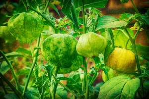 Tomatillos 