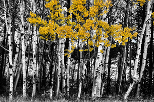 Aspen Touch of Orange