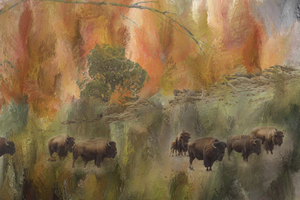 Bison Herd Watching