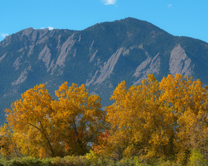 Boulder Flatirons Mighty Cottonwood Trees