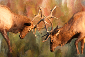 Bull Elk Sparring In The Mix