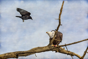Crow Attacking Bald Eagle
