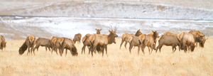 Elk Heard On The Rocky Mountain Foothills  