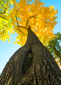 Golden Autumn Tree - Majestic Trunk and Leaves in Fall Splendor