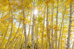 Golden Sunshine Autumn Day