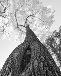 Monochrome Tree Art -  Majestic Trunk and Leaves in Fine Detail