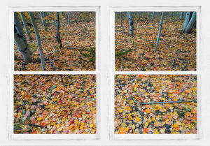 Mother Nature Whitewash Picture Window View