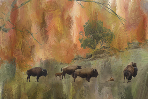 Springtime Bison Calves