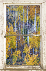Aspen Autumn Magic White Window