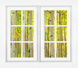 Aspen Forest White Picture Window Frame View