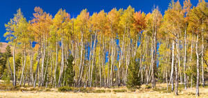 autumn aspen trees Panorama1